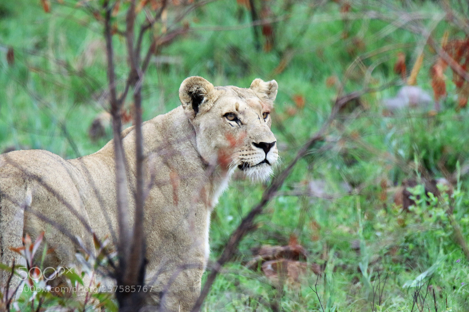 Canon EOS 7D Mark II sample photo. Lioness photography