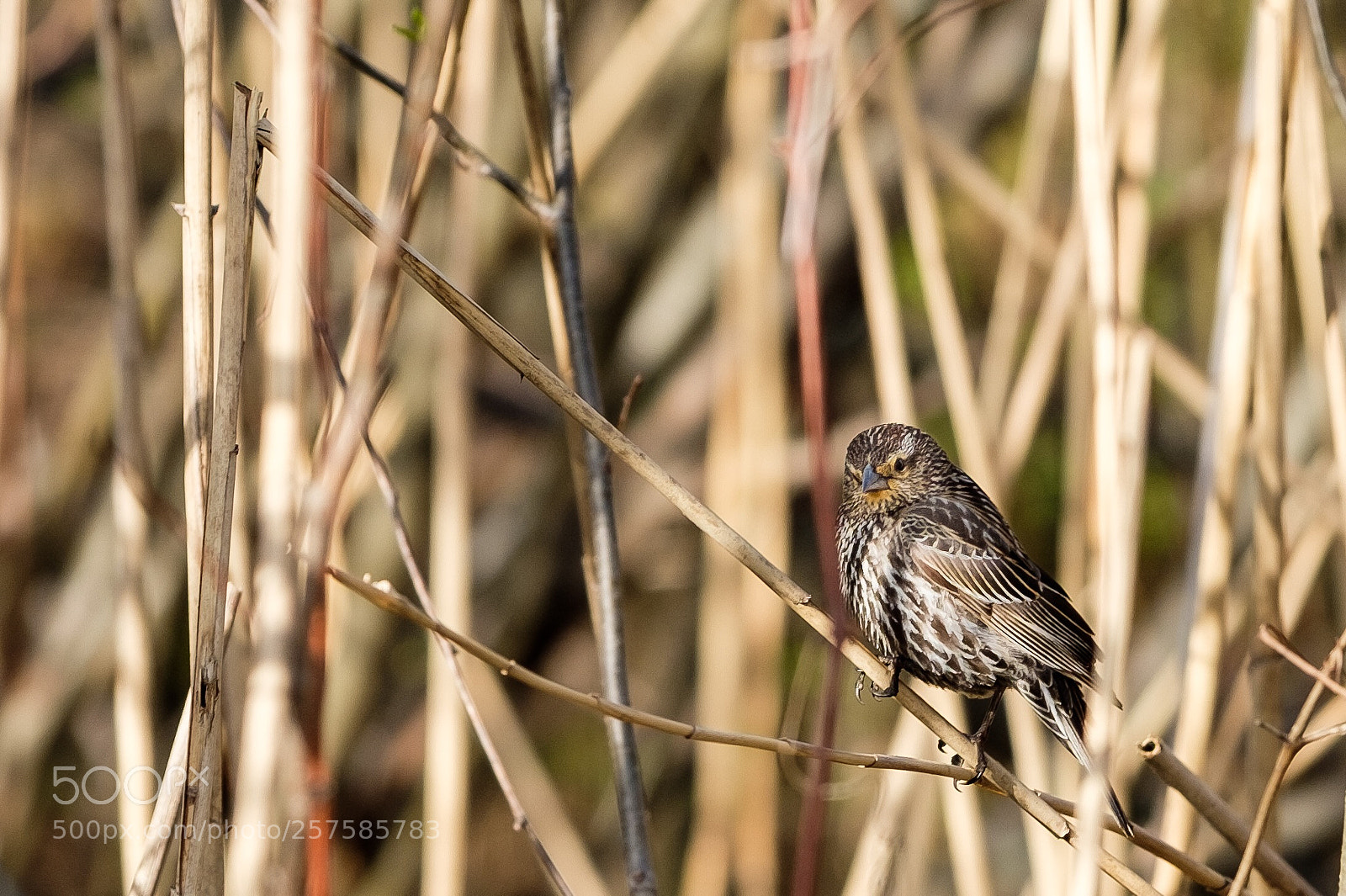 Fujifilm X-T2 sample photo. Camo bird  photography