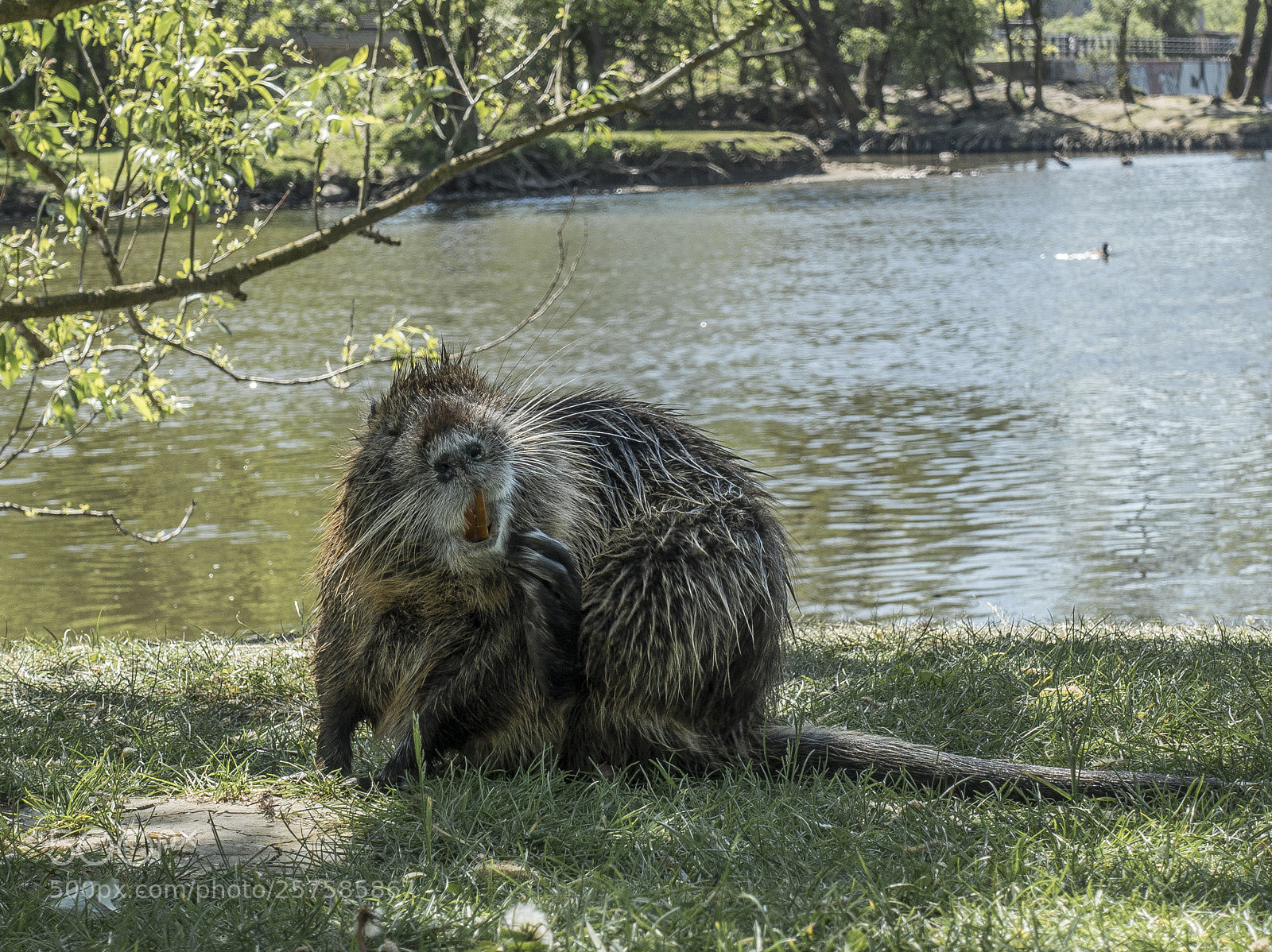 Sony Cyber-shot DSC-RX100 III sample photo. Nutria photography
