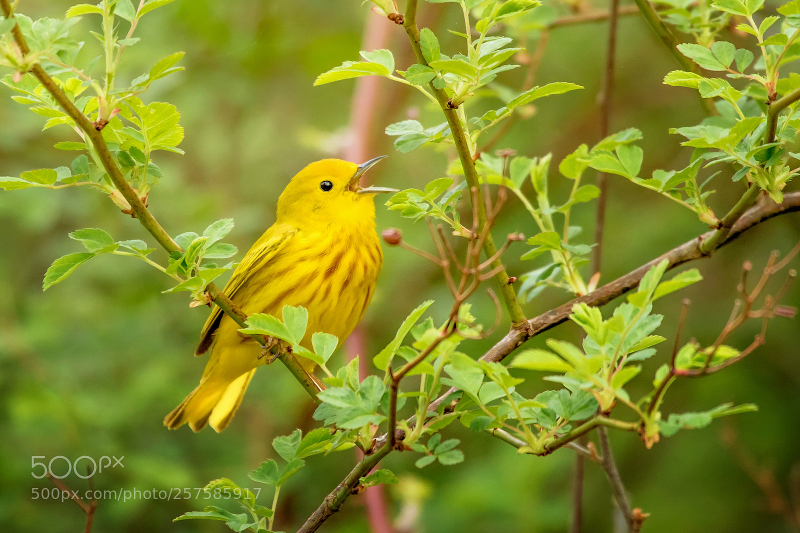 Canon EOS 7D Mark II sample photo. Morning singing photography