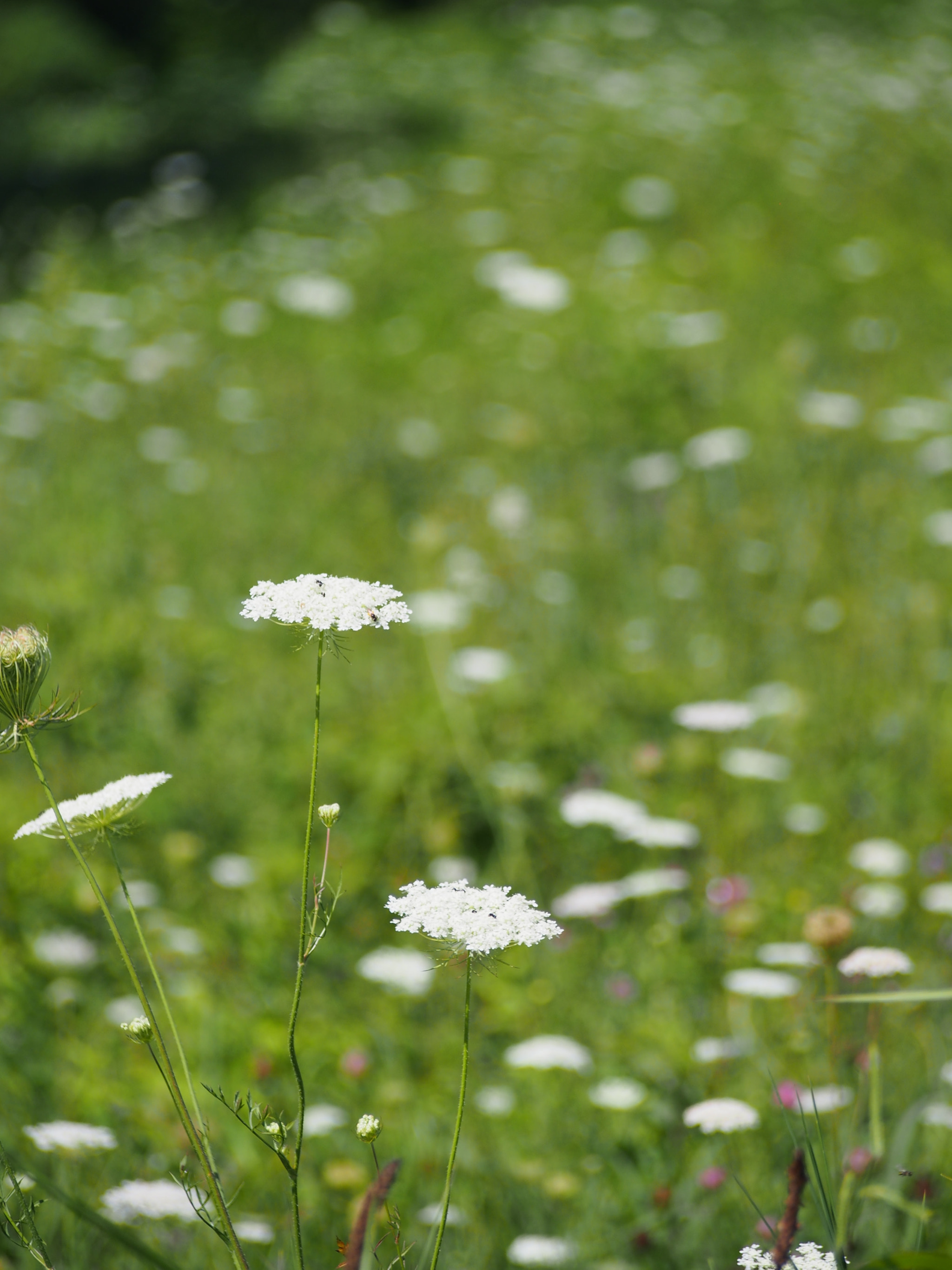 Olympus PEN E-PL6 sample photo. Field of flowers photography