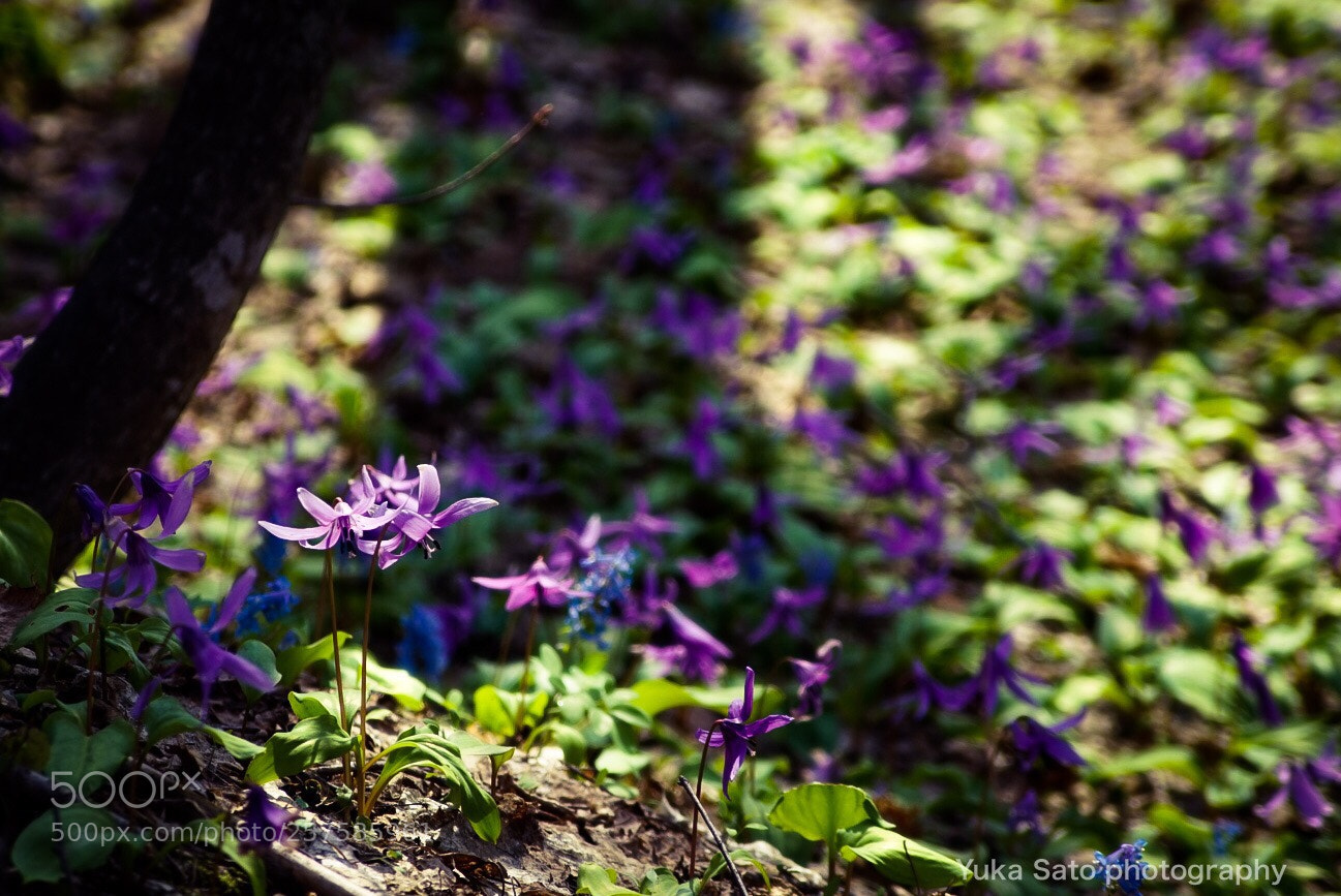 Sony a7R sample photo. 光が当たる場所 photography