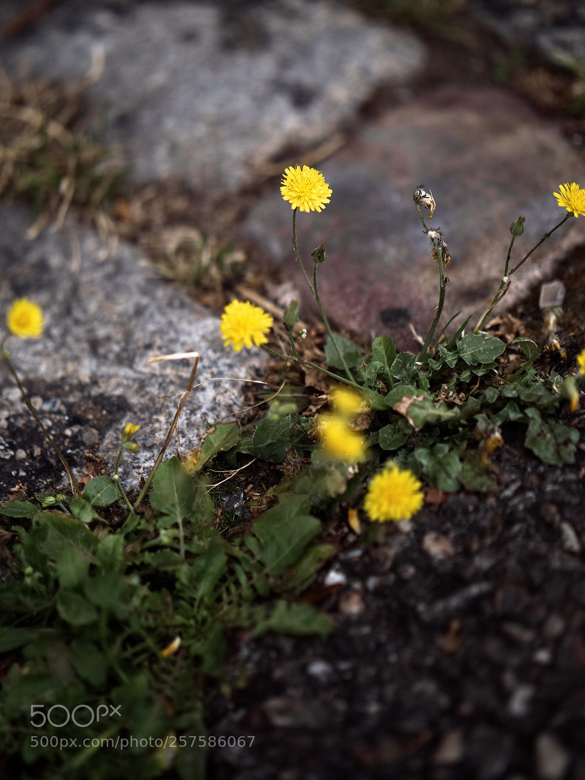Panasonic Lumix DC-GH5 sample photo. Fleurs de pavés photography