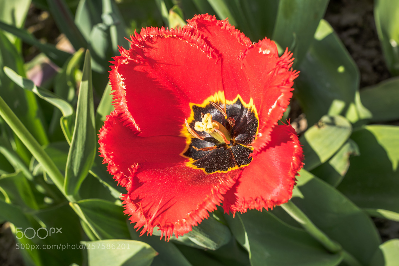 Pentax K-S2 sample photo. Tulip #2 photography