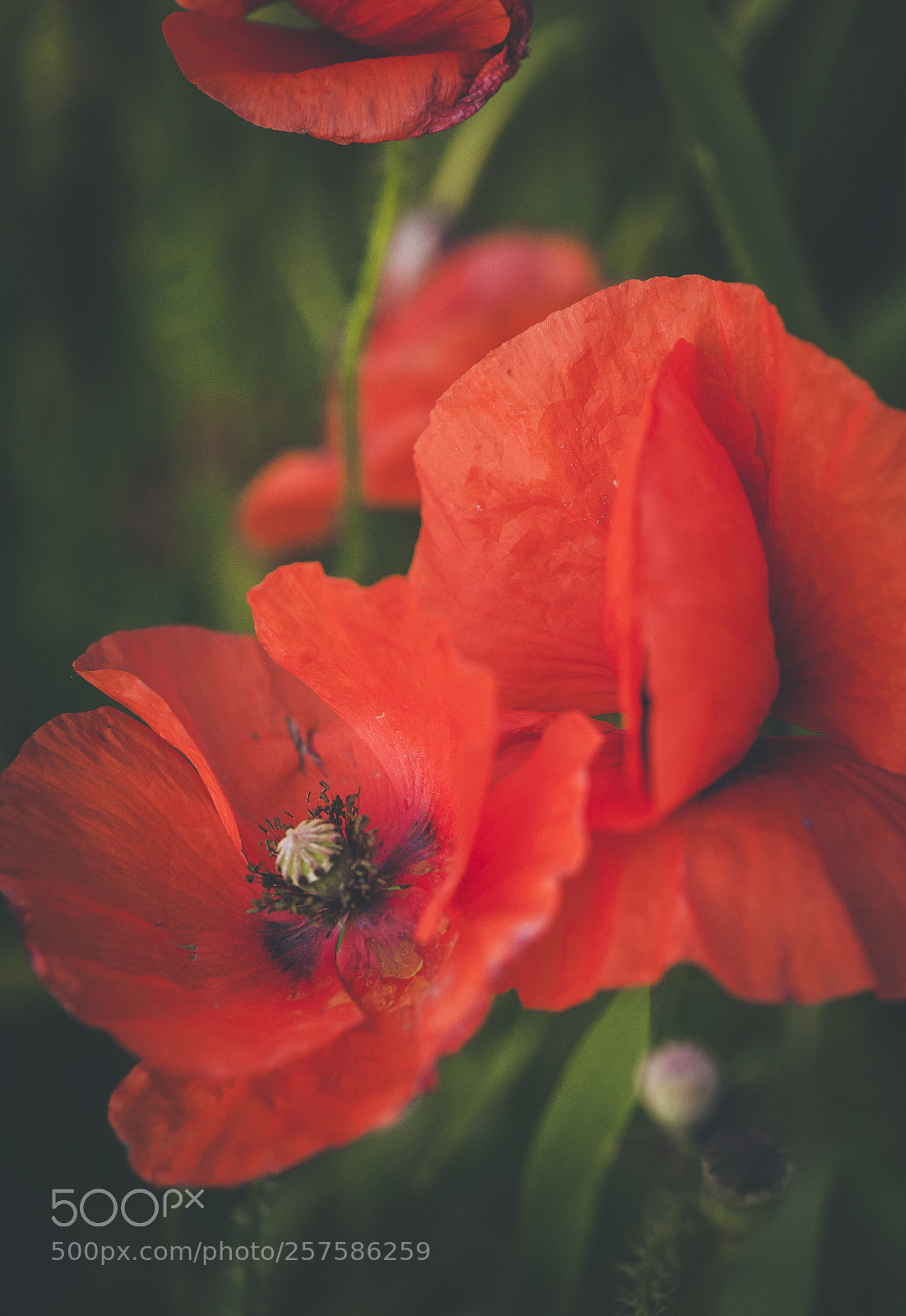 Nikon D700 sample photo. Spring poppies photography