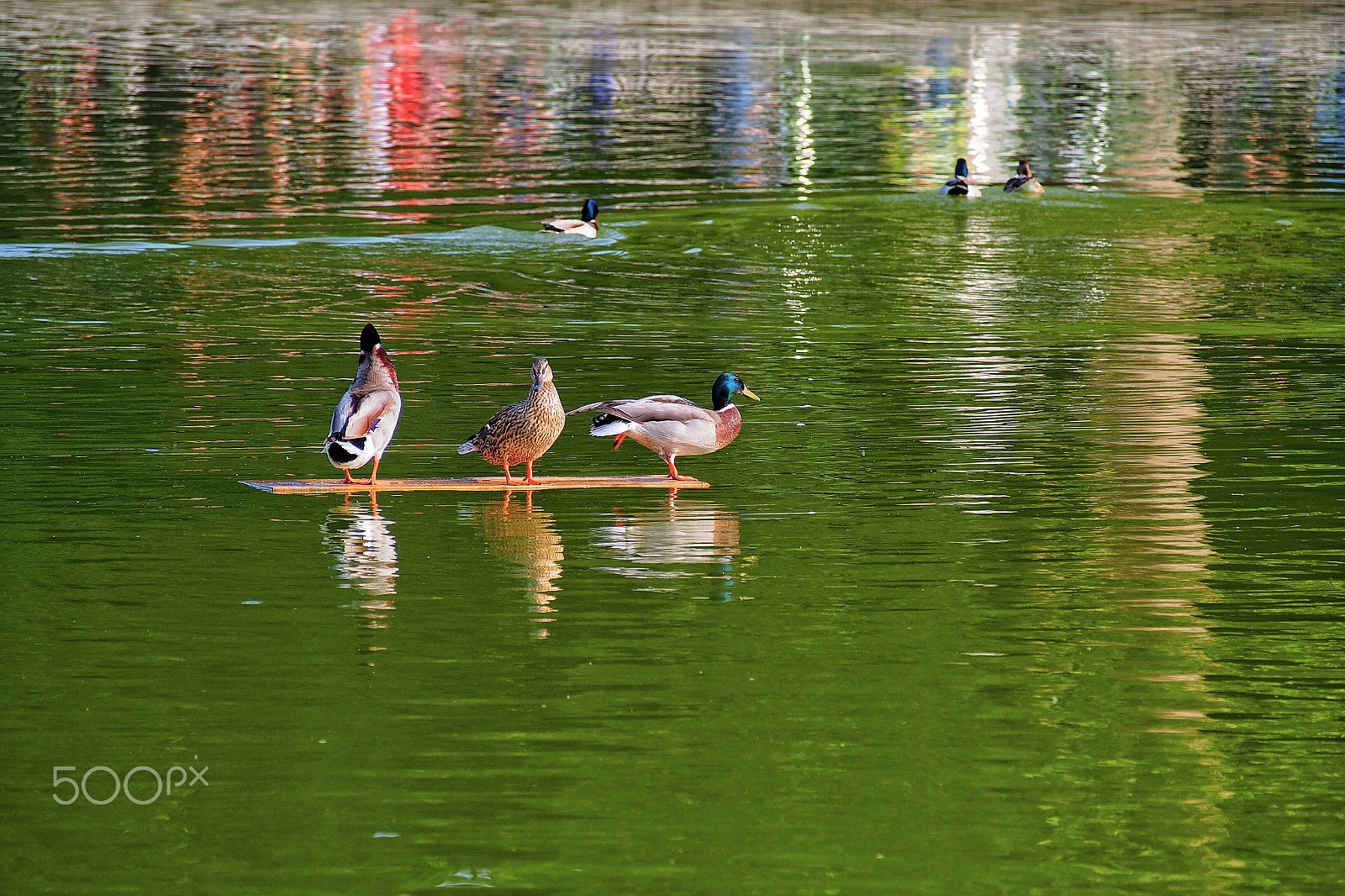 Olympus PEN E-PL6 sample photo. Three quacks photography