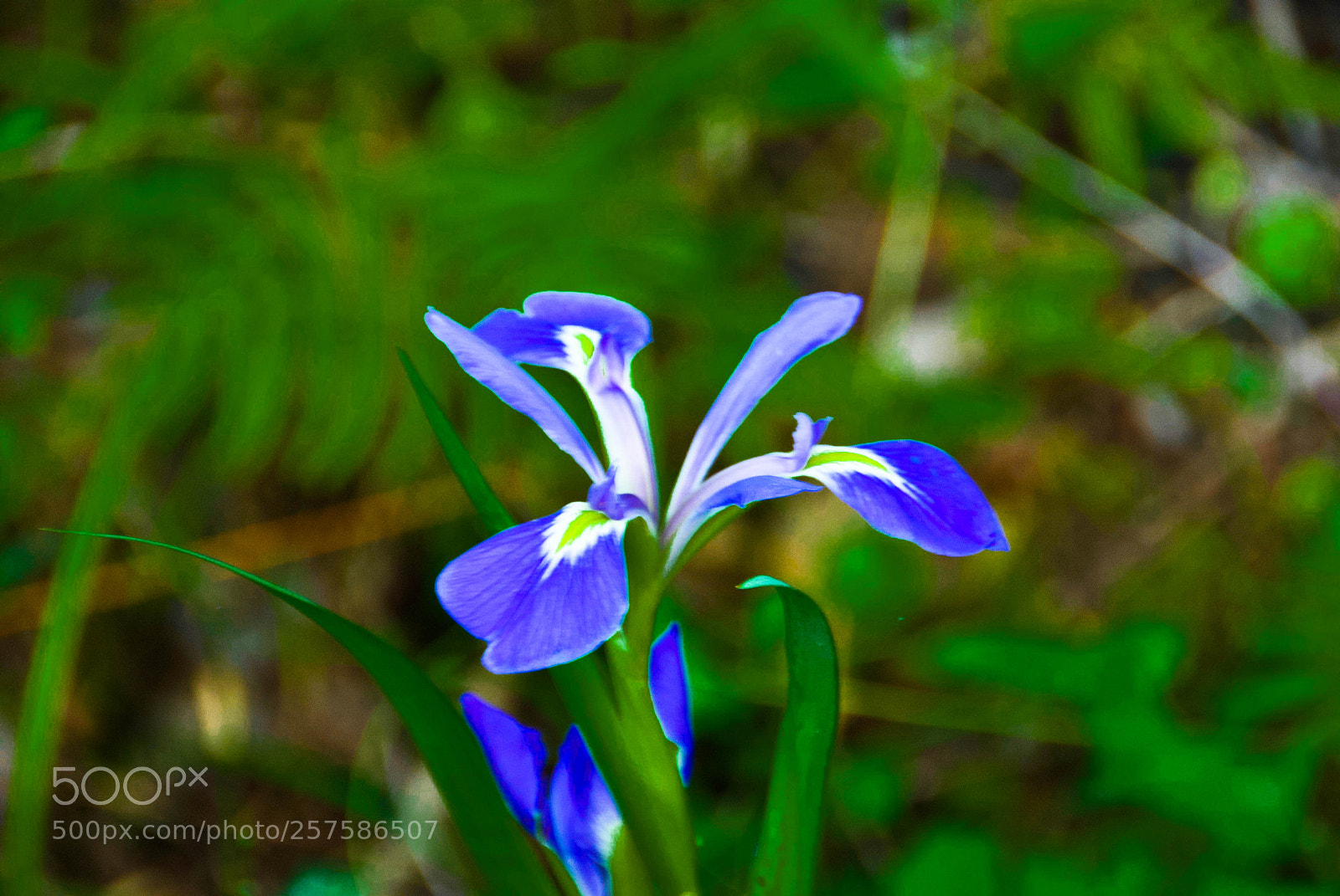 Nikon D60 sample photo. Flower in cedar key photography