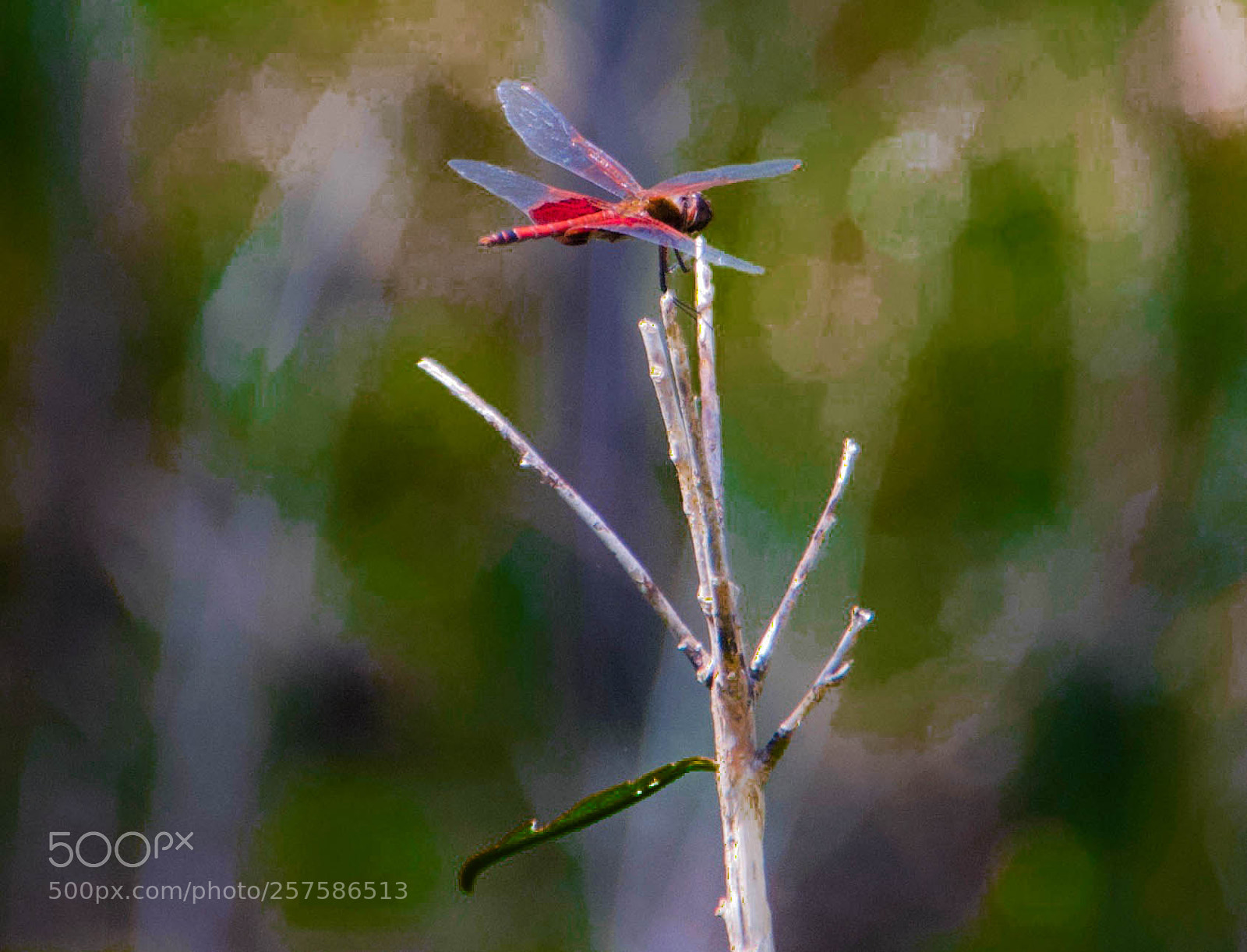 Nikon D60 sample photo. Red draagonfly photography
