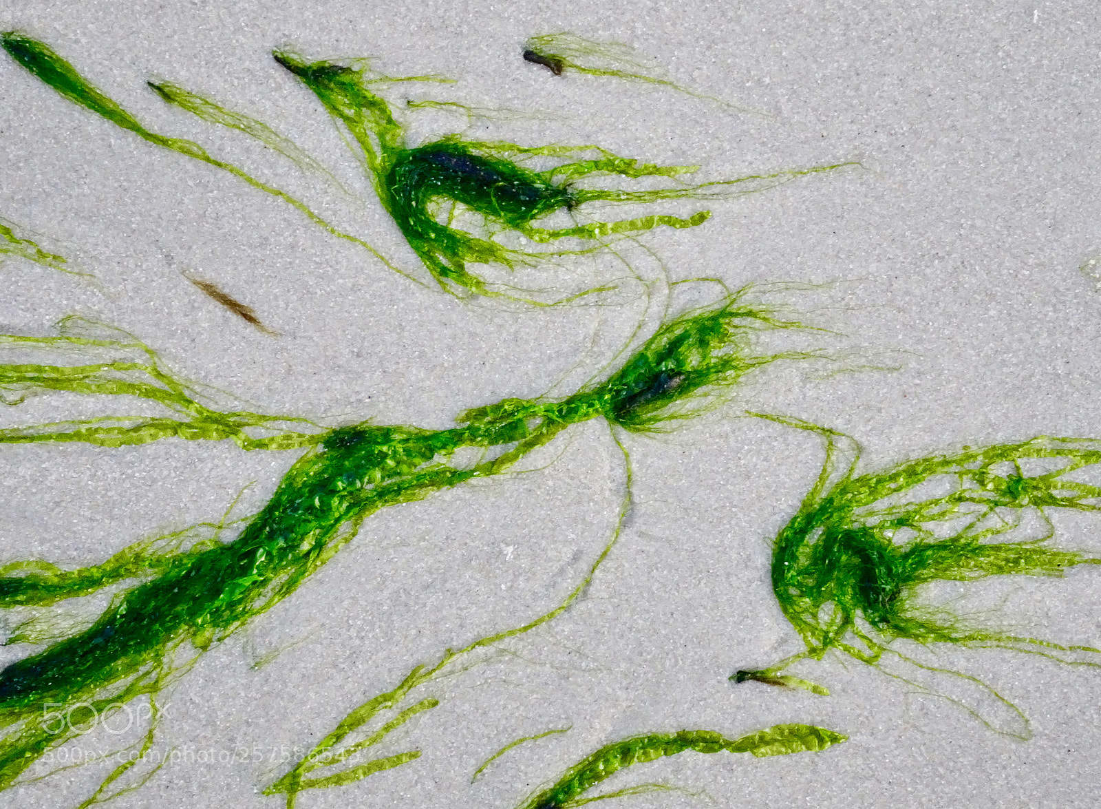 Sony Cyber-shot DSC-HX90V sample photo. Sea grass on beach photography
