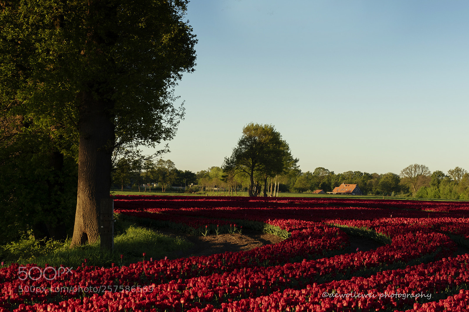 Canon EOS 7D Mark II sample photo. Red tulips photography
