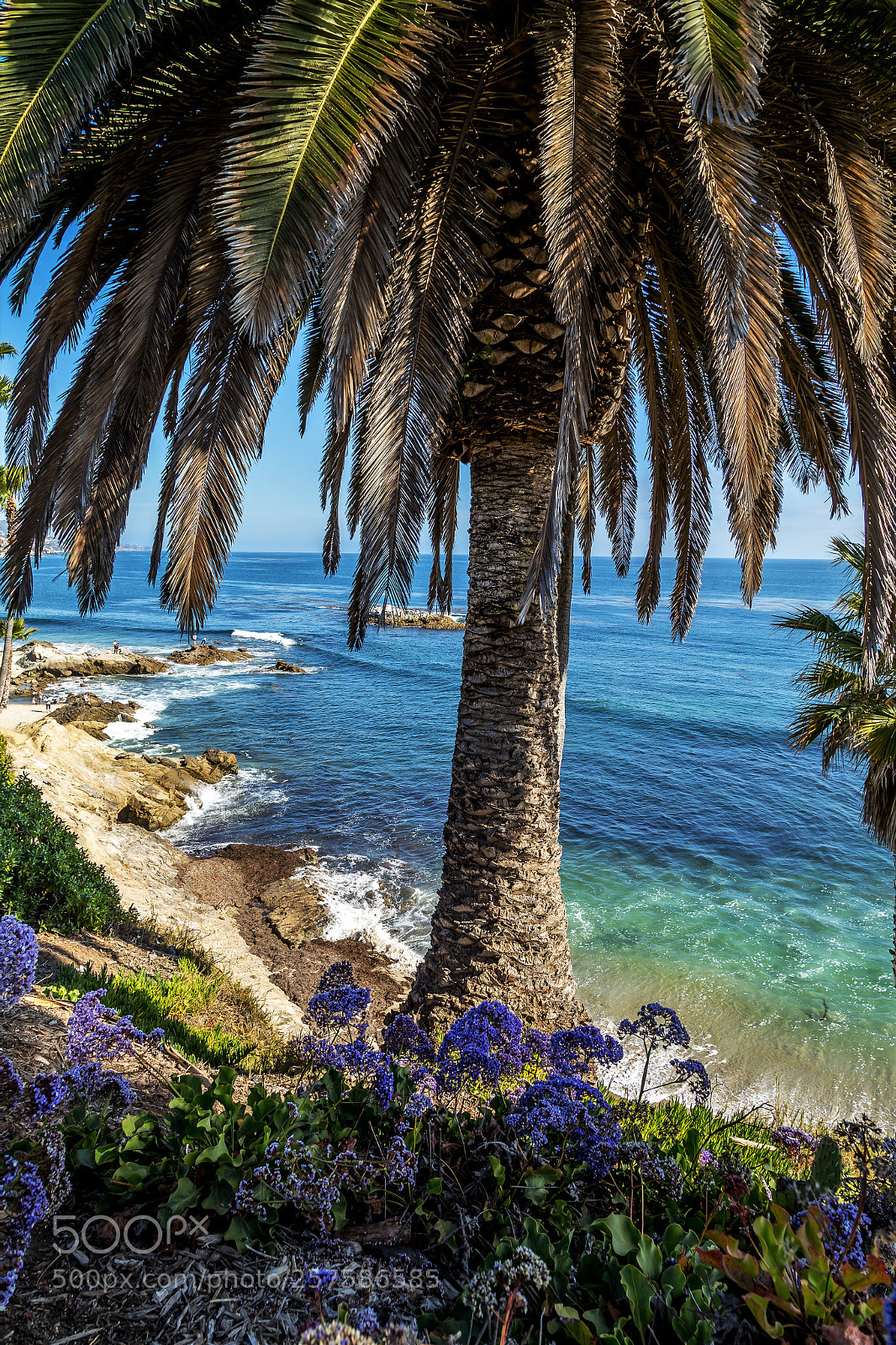 Canon EOS 6D sample photo. Palm garden! photography