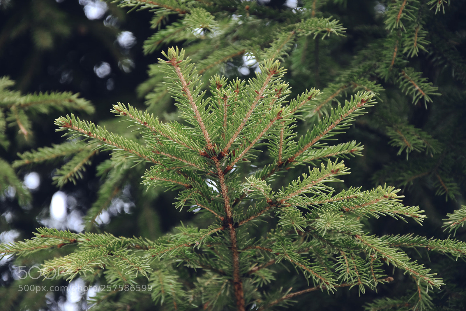 Nikon D7200 sample photo. Forest photography