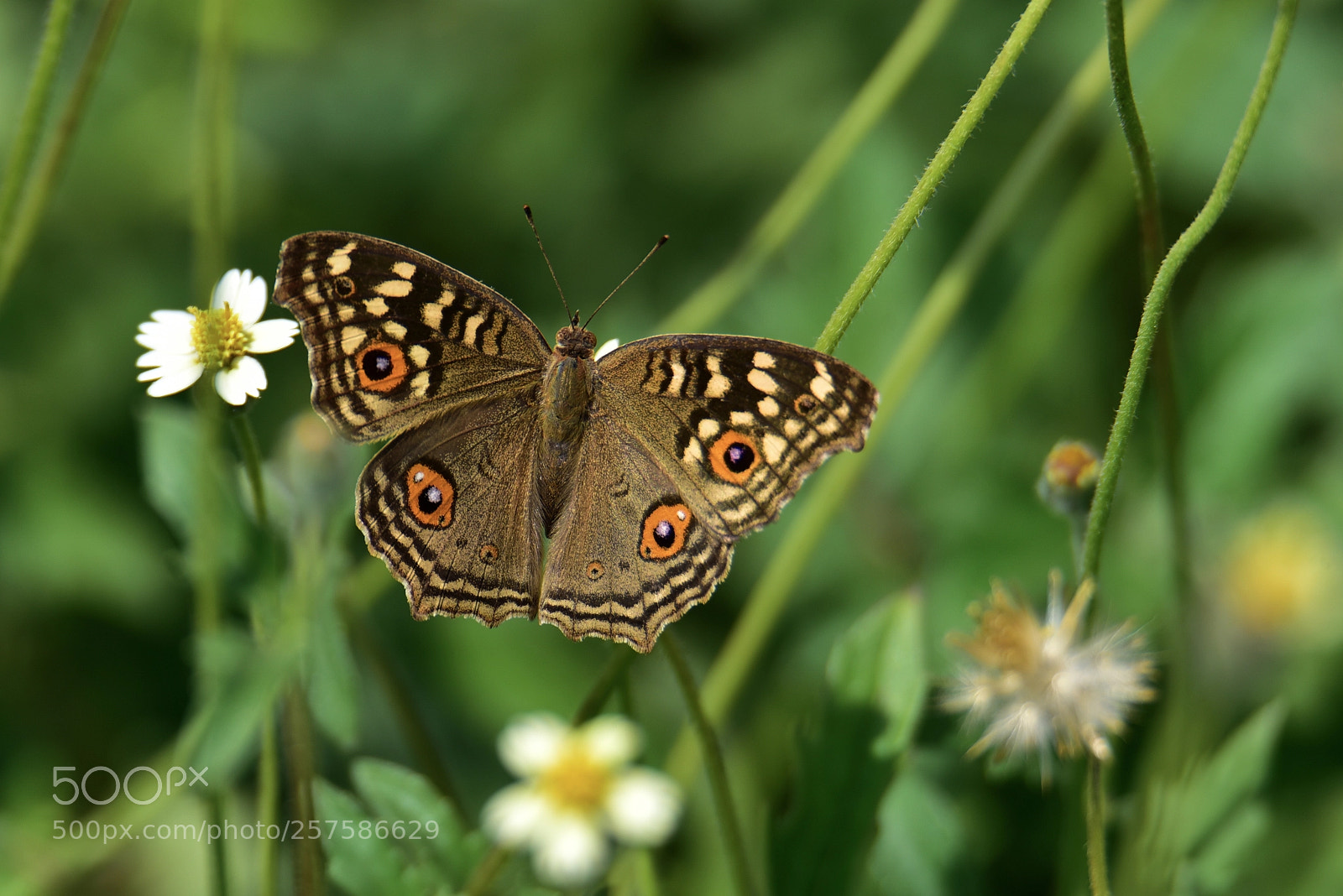 Nikon D750 sample photo. Amazing lemon pansy ...the photography