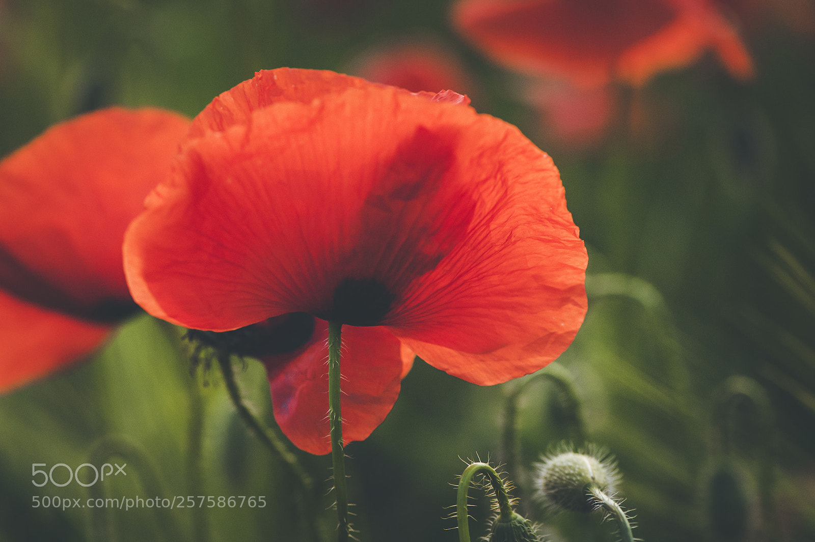 Nikon D700 sample photo. Spring poppies photography