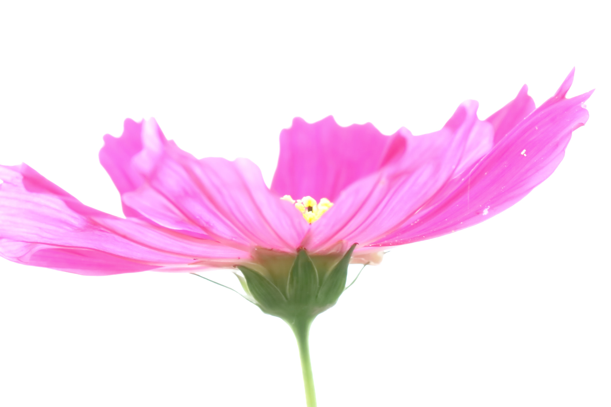 Canon EF 100mm F2.8L Macro IS USM sample photo. 大波斯菊 photography