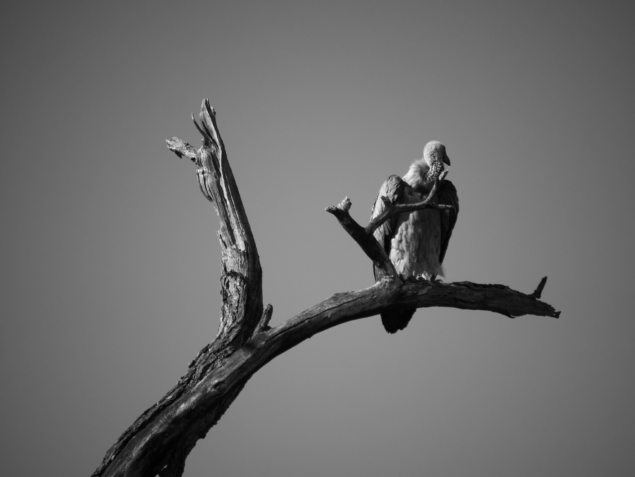 Panasonic Lumix DMC-GM1 sample photo. Newborn vulture photography