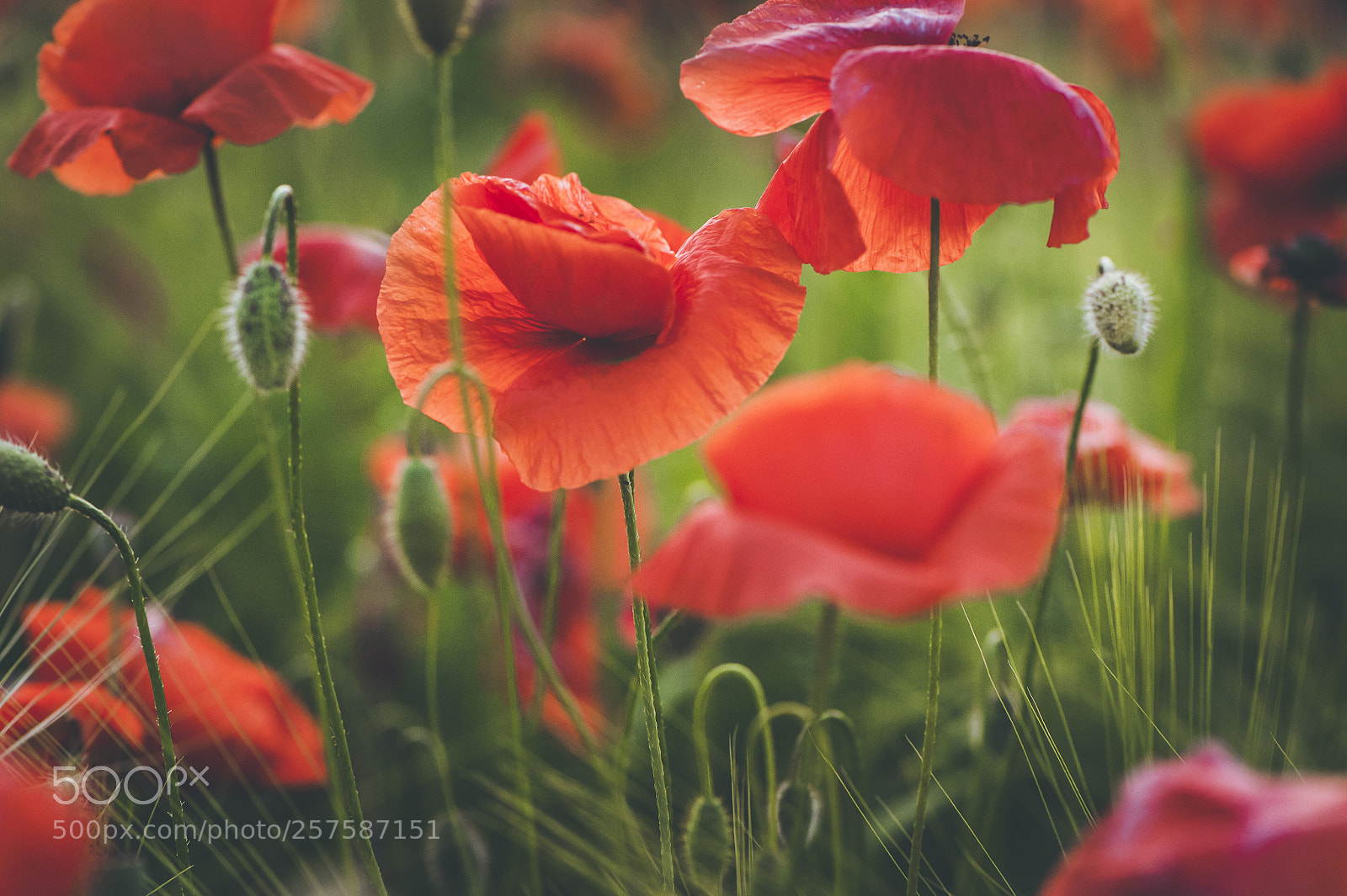 Nikon D700 sample photo. Spring poppies photography