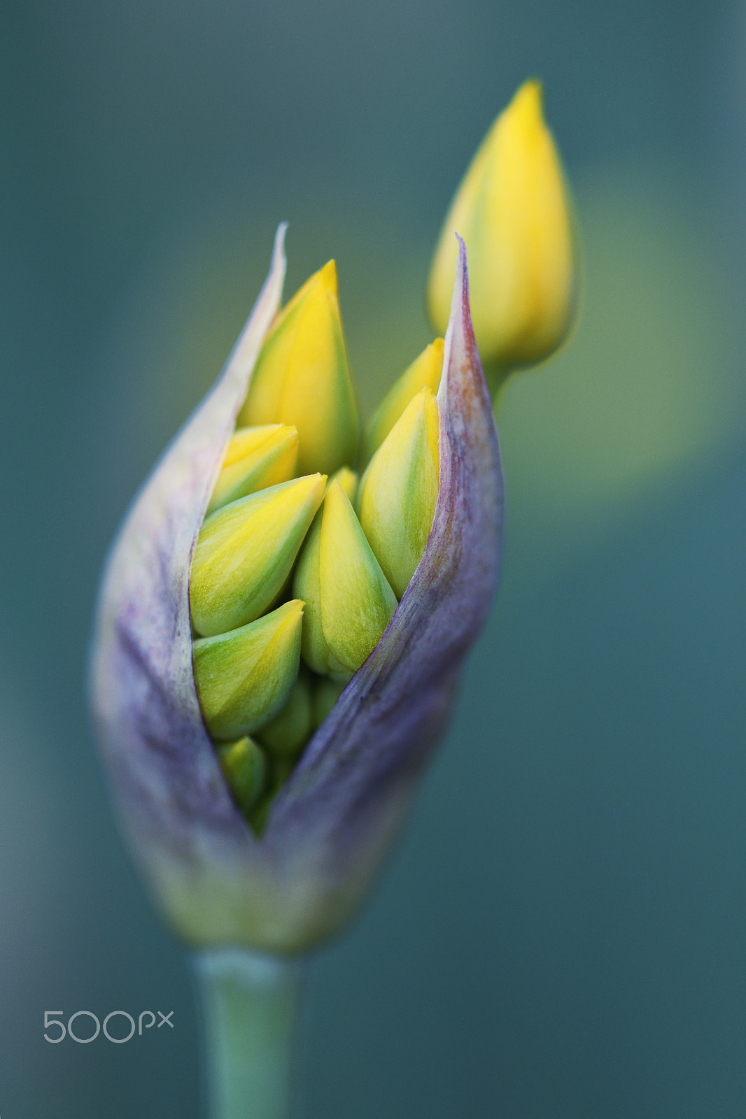 Nikon D500 + Nikon AF Micro-Nikkor 200mm F4D ED-IF sample photo. Golden garlic photography