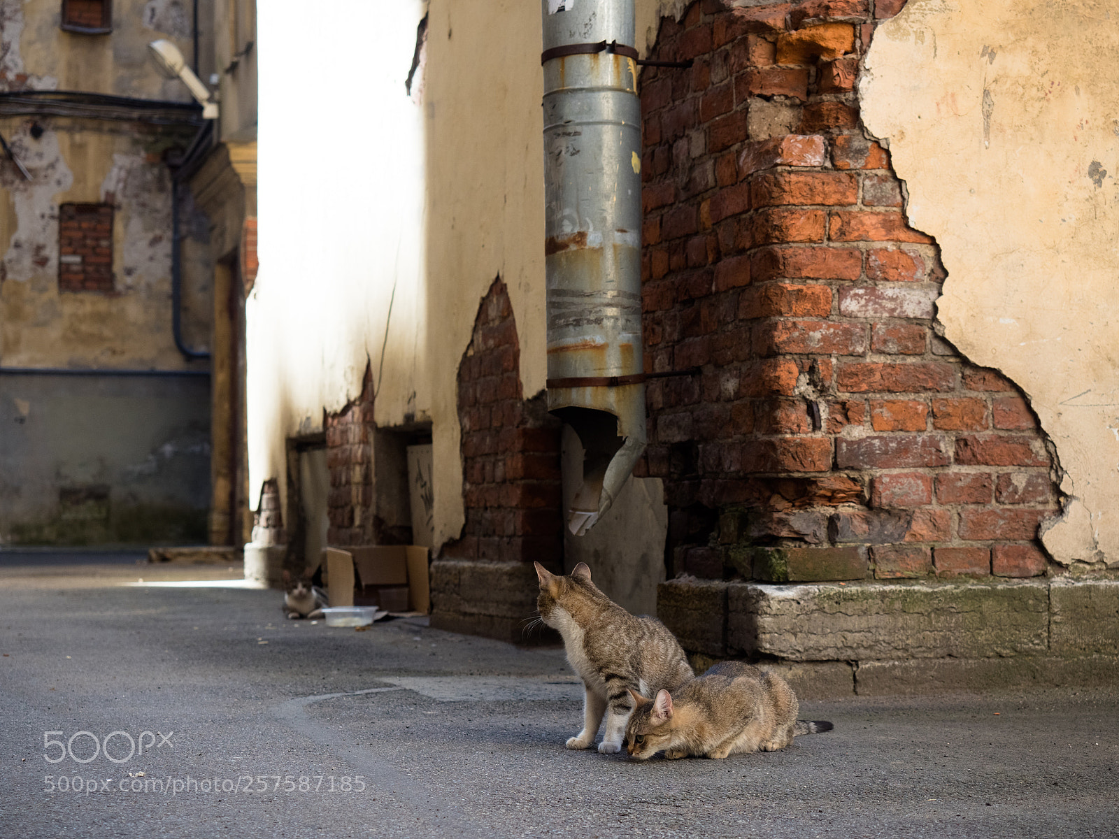 Olympus OM-D E-M5 II sample photo. Street cats photography