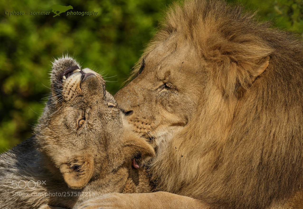 Canon EOS 70D sample photo. Lions photography