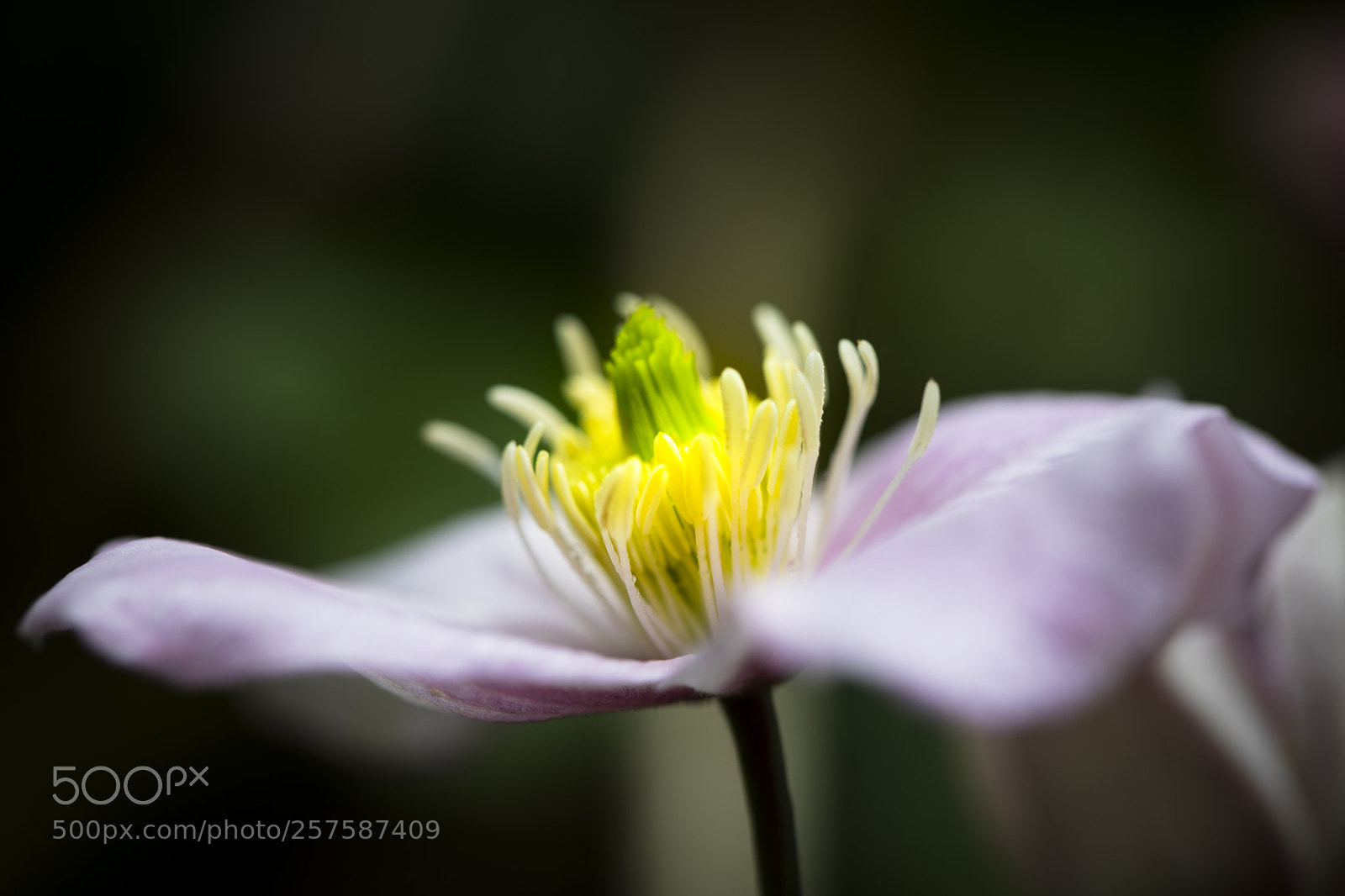 Canon EOS 5D Mark IV sample photo. Shiny stamen photography