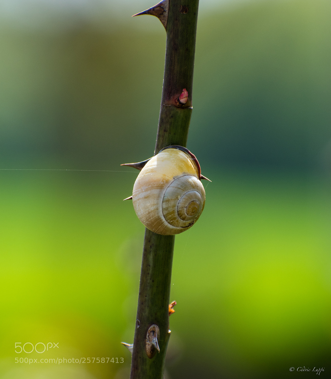 Nikon D5500 sample photo. Safe home photography