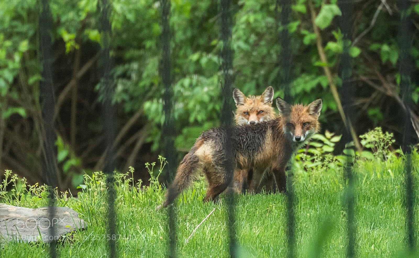 Leica SL (Typ 601) sample photo. Backyard photography