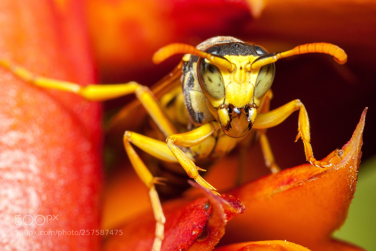 Canon EOS 30D sample photo. Wasp photography