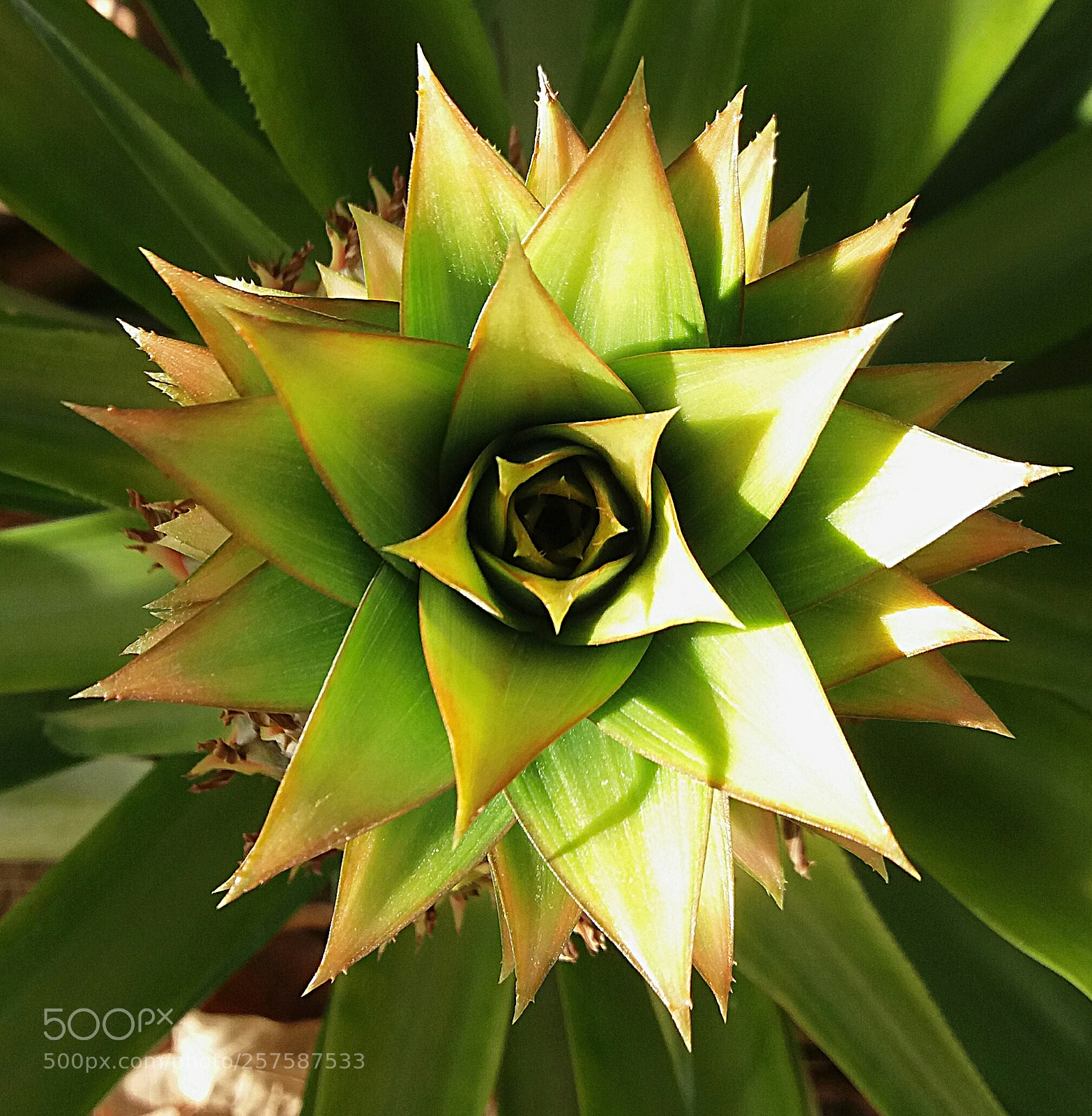 Samsung Galaxy J5(2016) sample photo. Pineapple photography