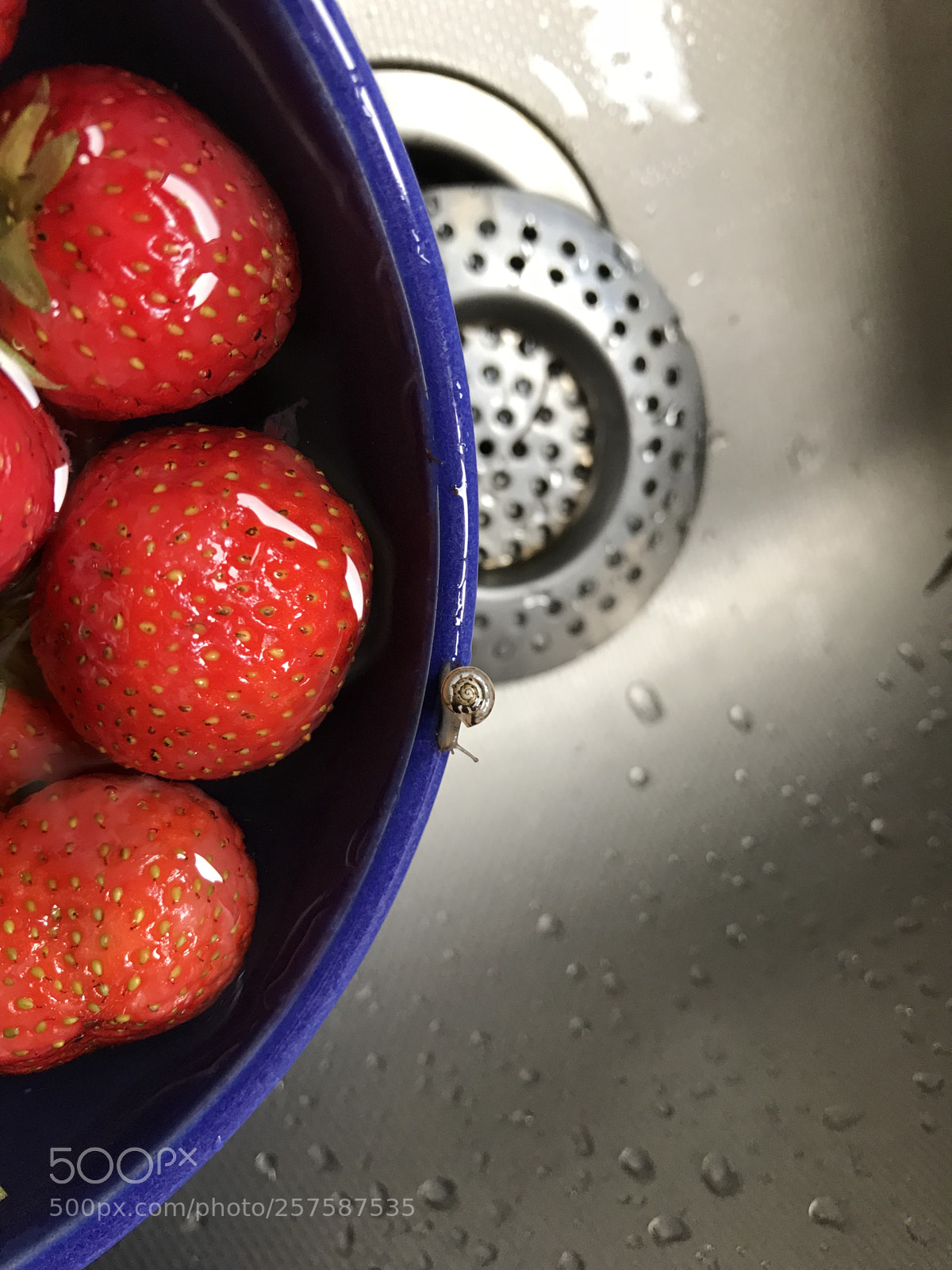 Apple iPhone 7 sample photo. Strawberry giant photography