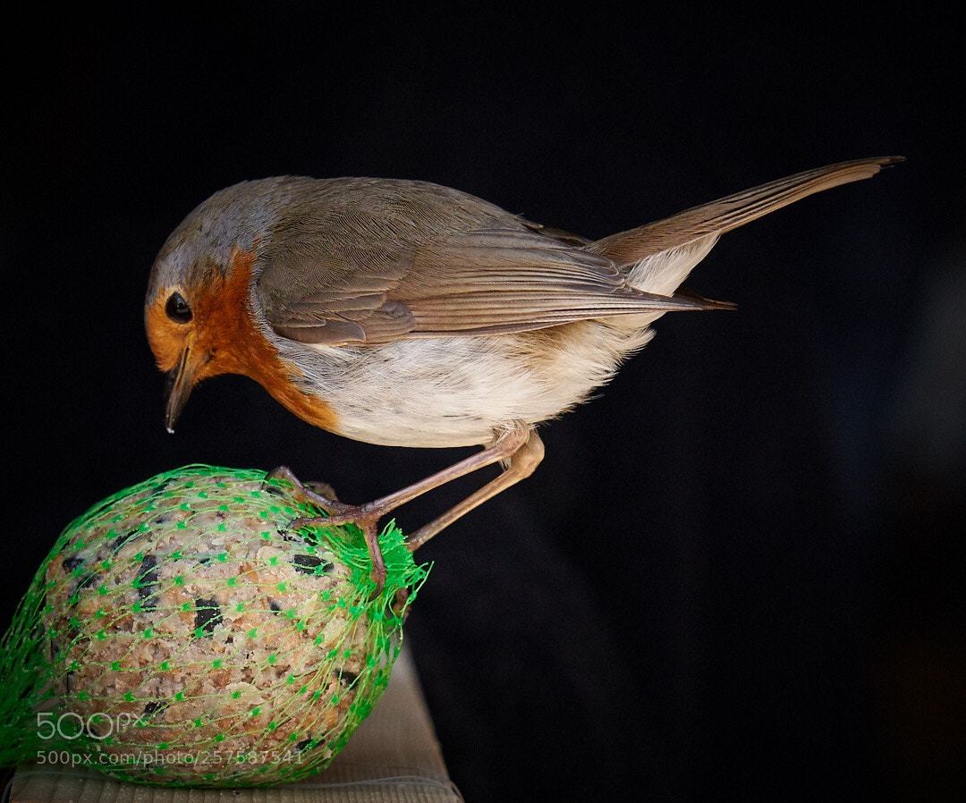 Sony a7R III sample photo. European robin photography