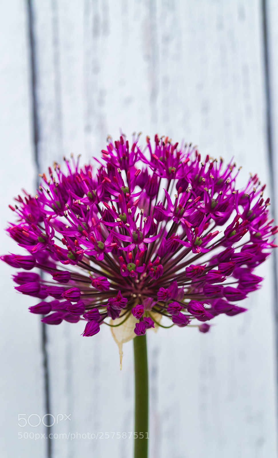 Nikon D7000 sample photo. Purple sensation photography