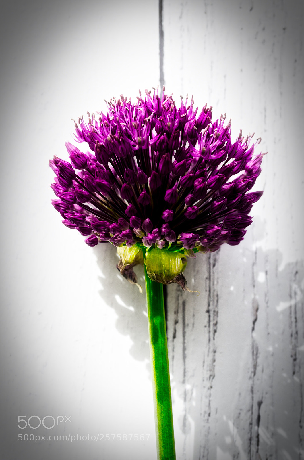 Nikon D7000 sample photo. Purple shadow photography