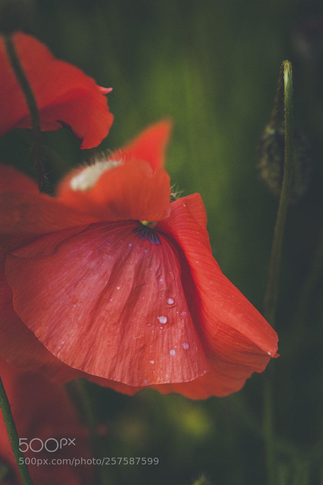 Nikon D700 sample photo. Spring poppies photography