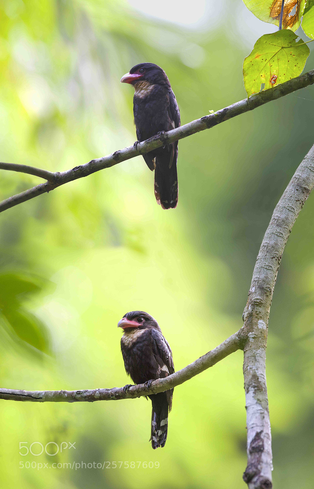 Nikon D4 sample photo. Dusky broadbill photography