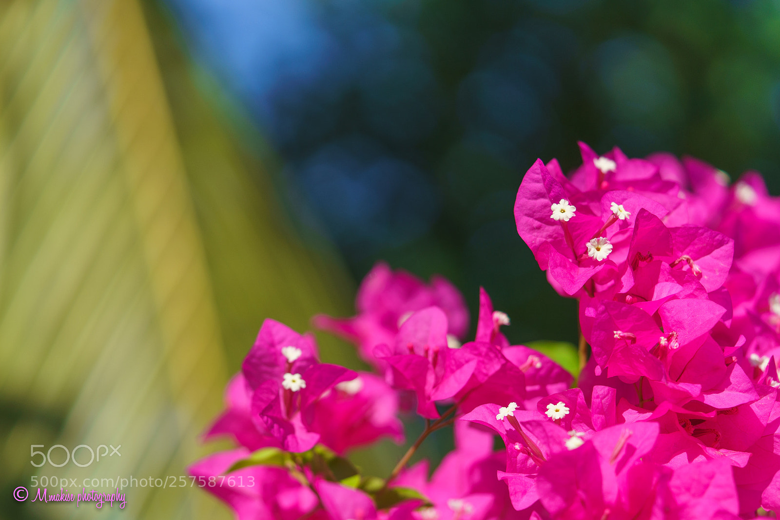 Sony a7R II sample photo. Tropical2 photography