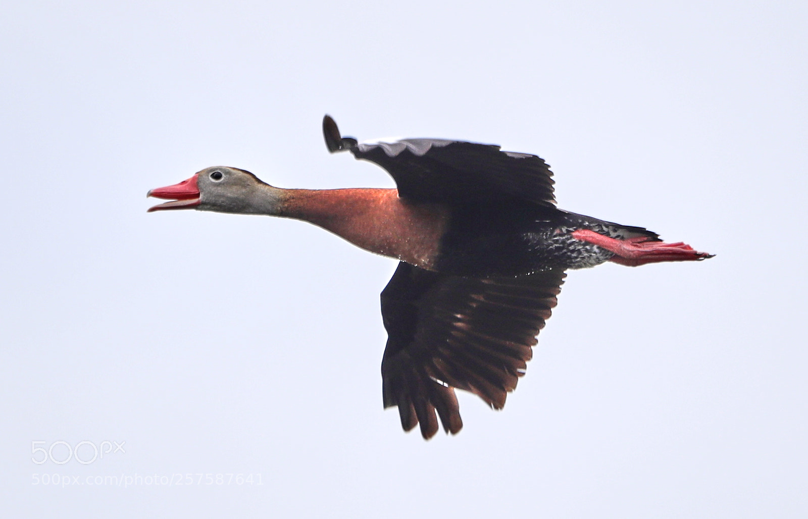 Canon EOS-1D X Mark II sample photo. 05-12-18-0017285.jpg photography