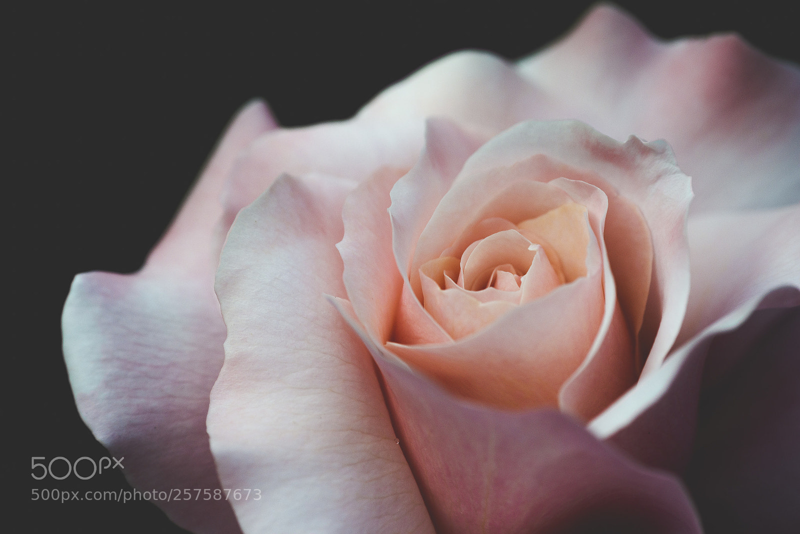 Nikon D800 sample photo. Rosa photography
