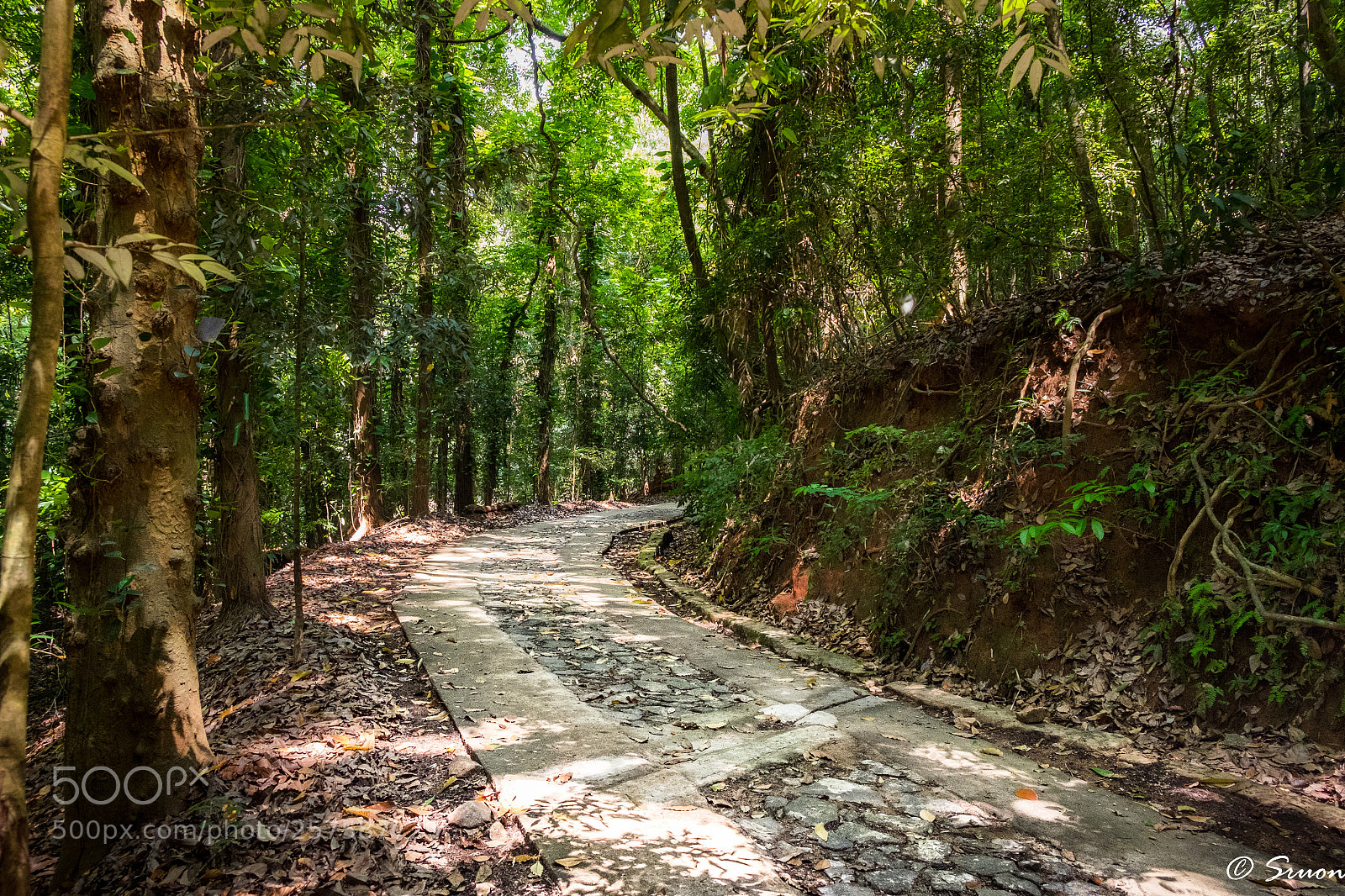 Fujifilm X-T10 sample photo. Virage en forêt photography