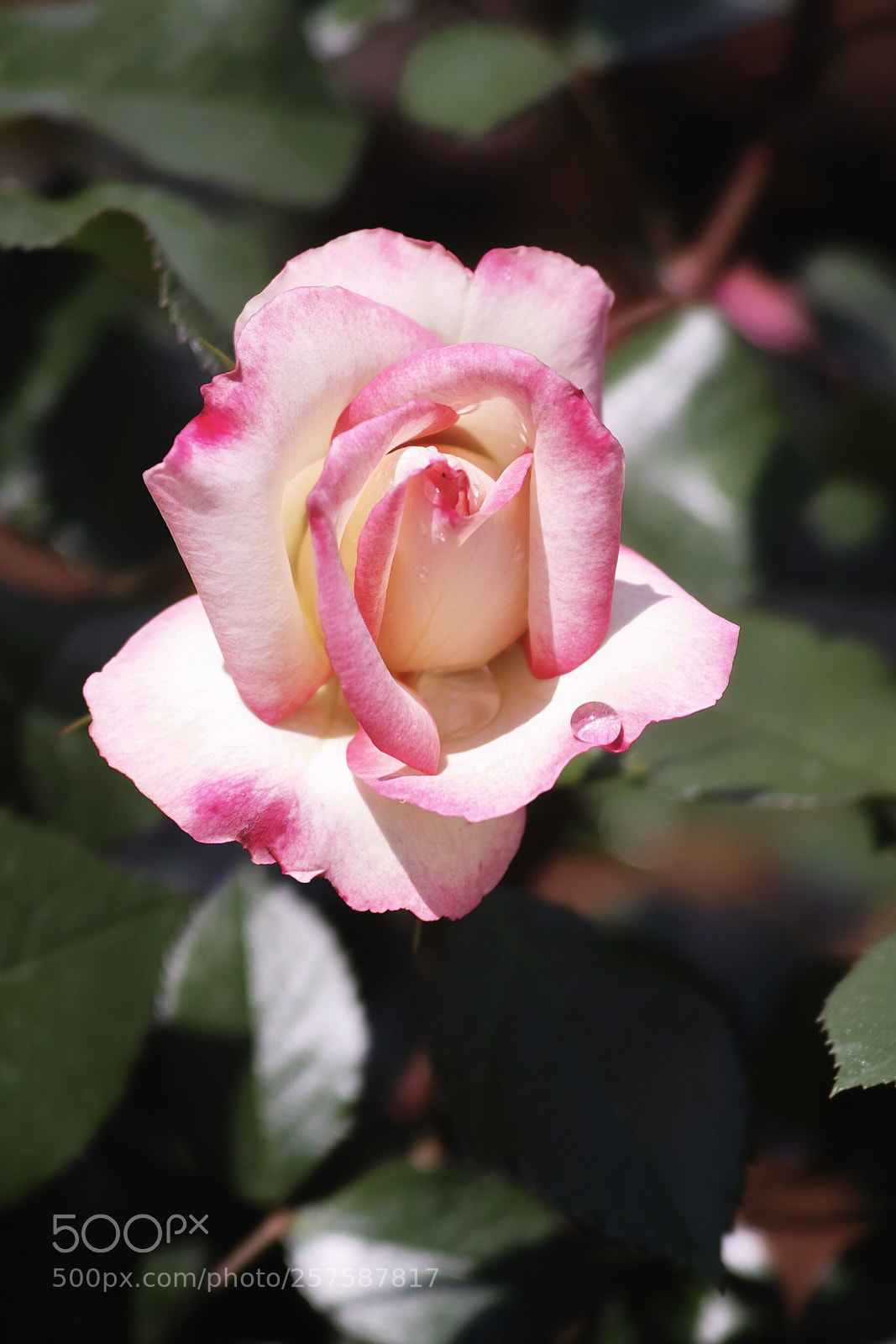 Sigma DP3 Merrill sample photo. Spring rose  photography