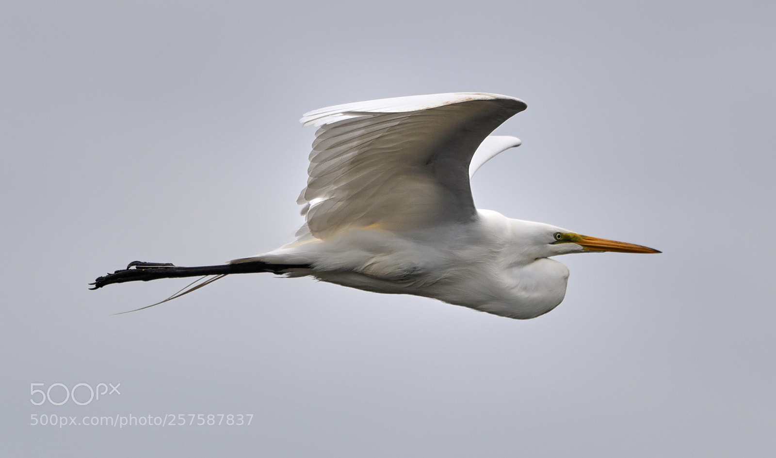 Canon EOS-1D X Mark II sample photo. 05-12-18-0017272.jpg photography