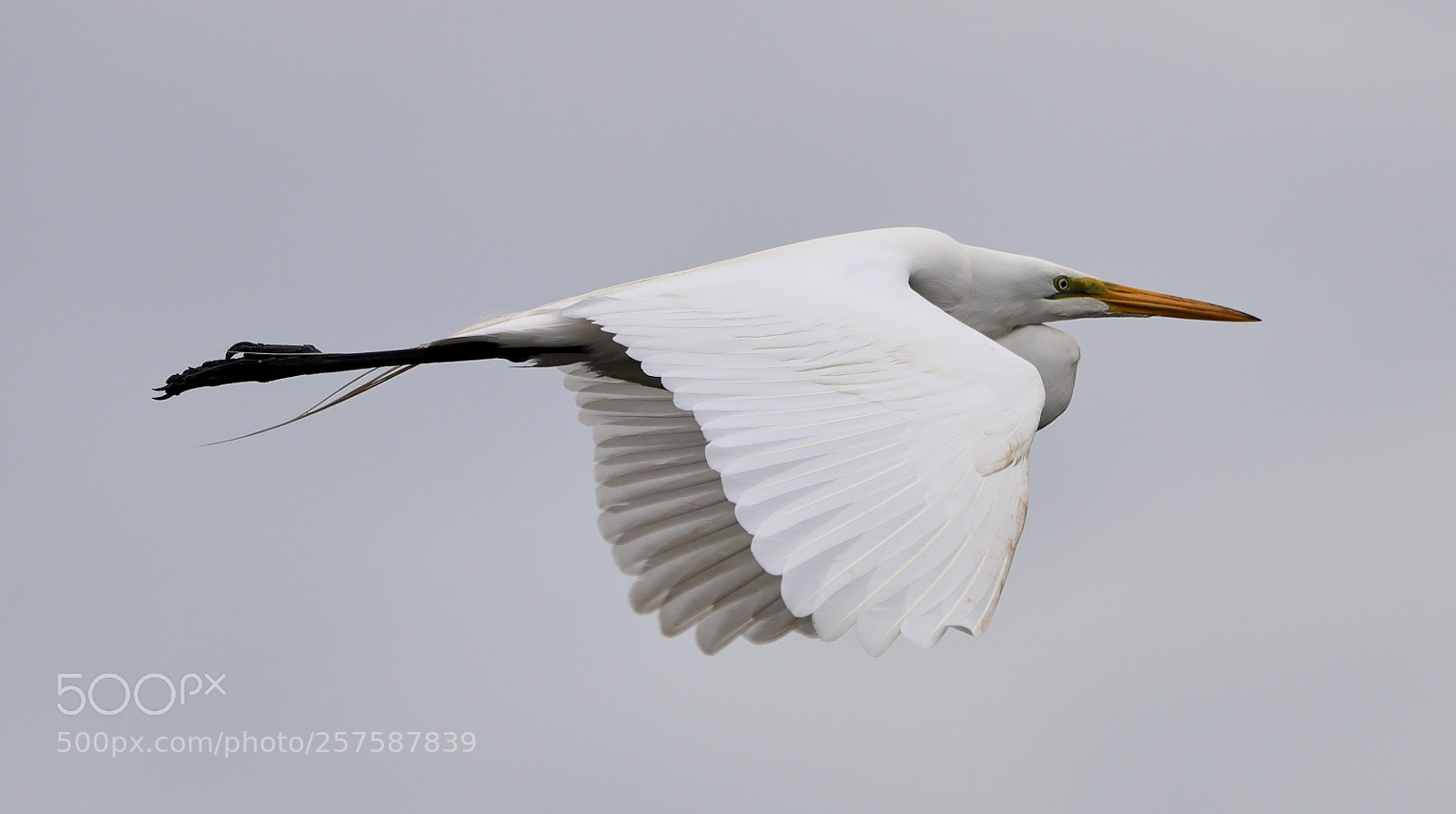 Canon EOS-1D X Mark II sample photo. 05-12-18-0017271.jpg photography