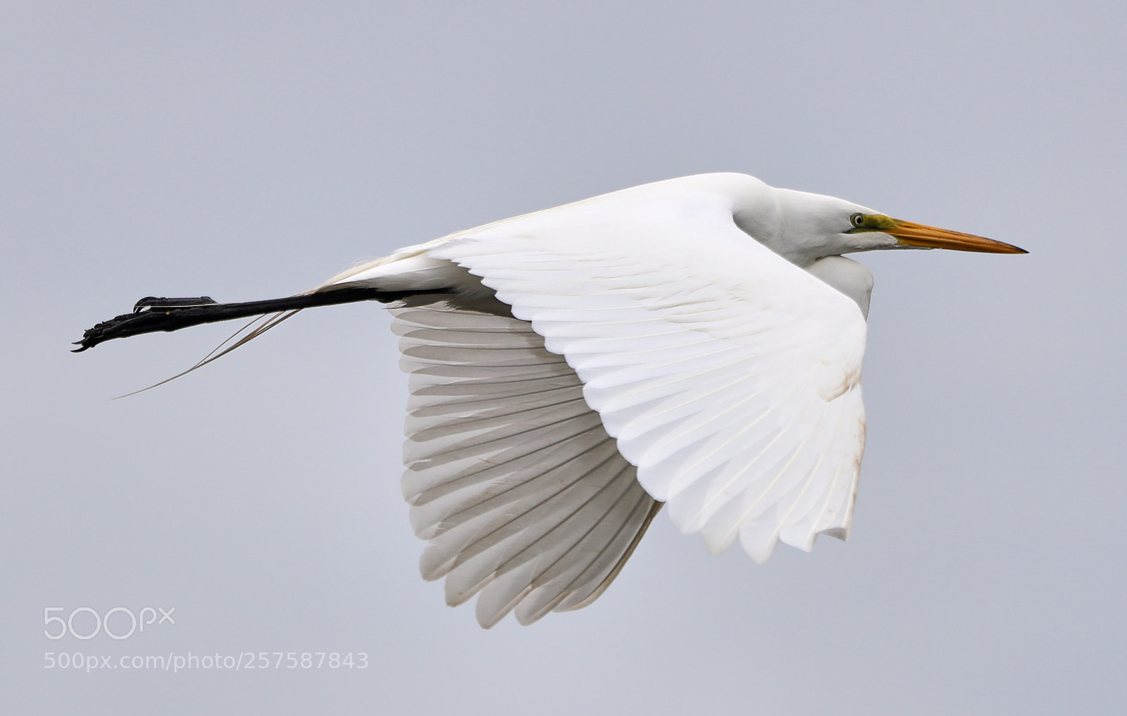 Canon EOS-1D X Mark II sample photo. 05-12-18-0017269.jpg photography