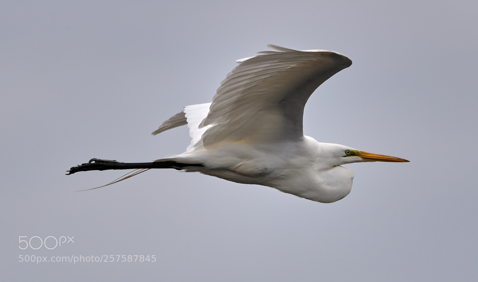 Canon EOS-1D X Mark II sample photo. 05-12-18-0017268.jpg photography