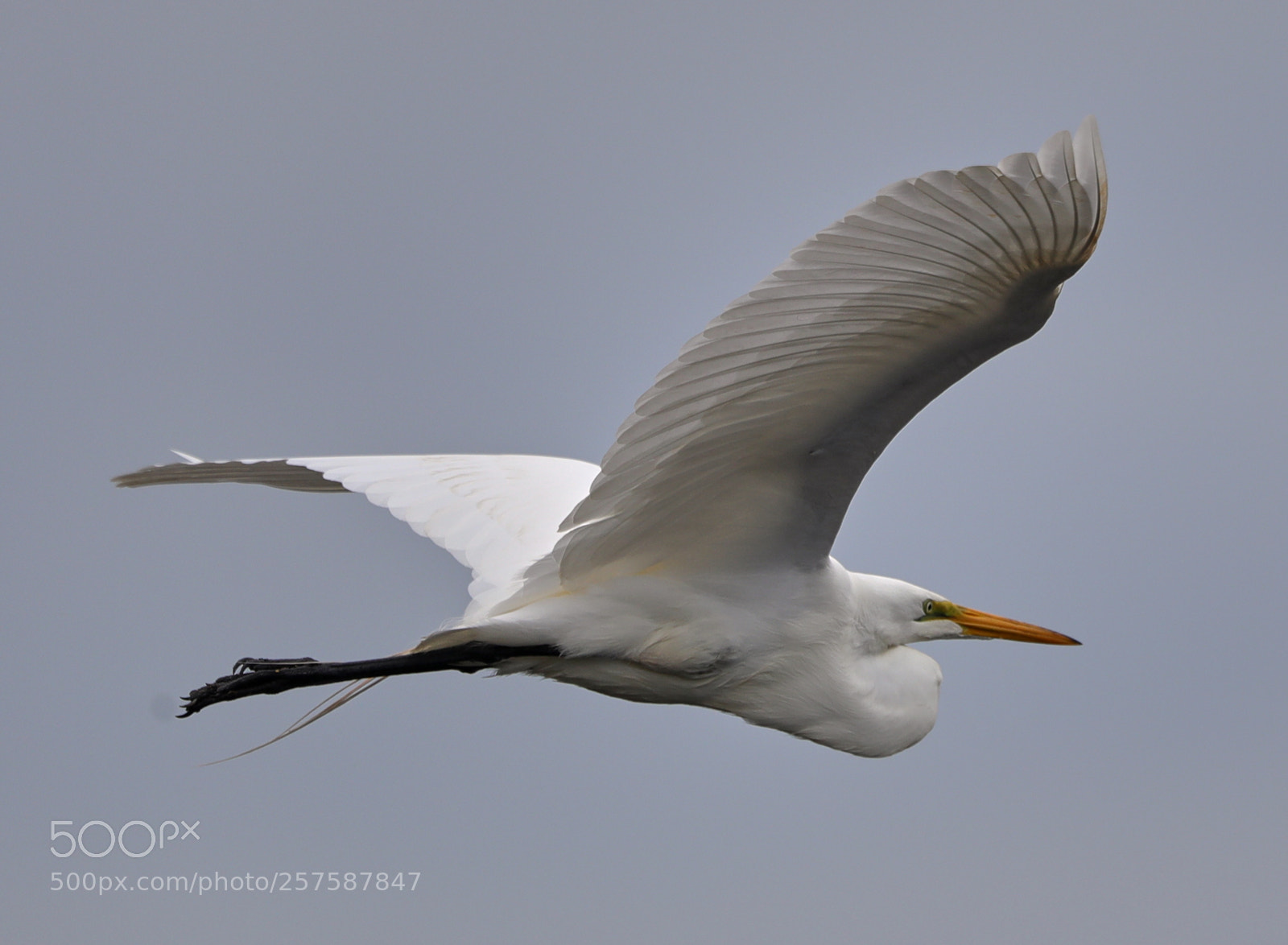 Canon EOS-1D X Mark II sample photo. 05-12-18-0017264.jpg photography