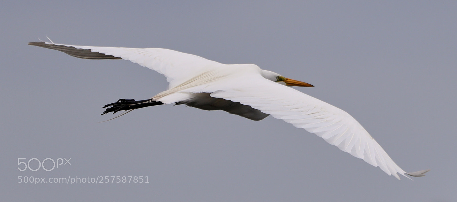 Canon EOS-1D X Mark II sample photo. 05-12-18-0017262.jpg photography