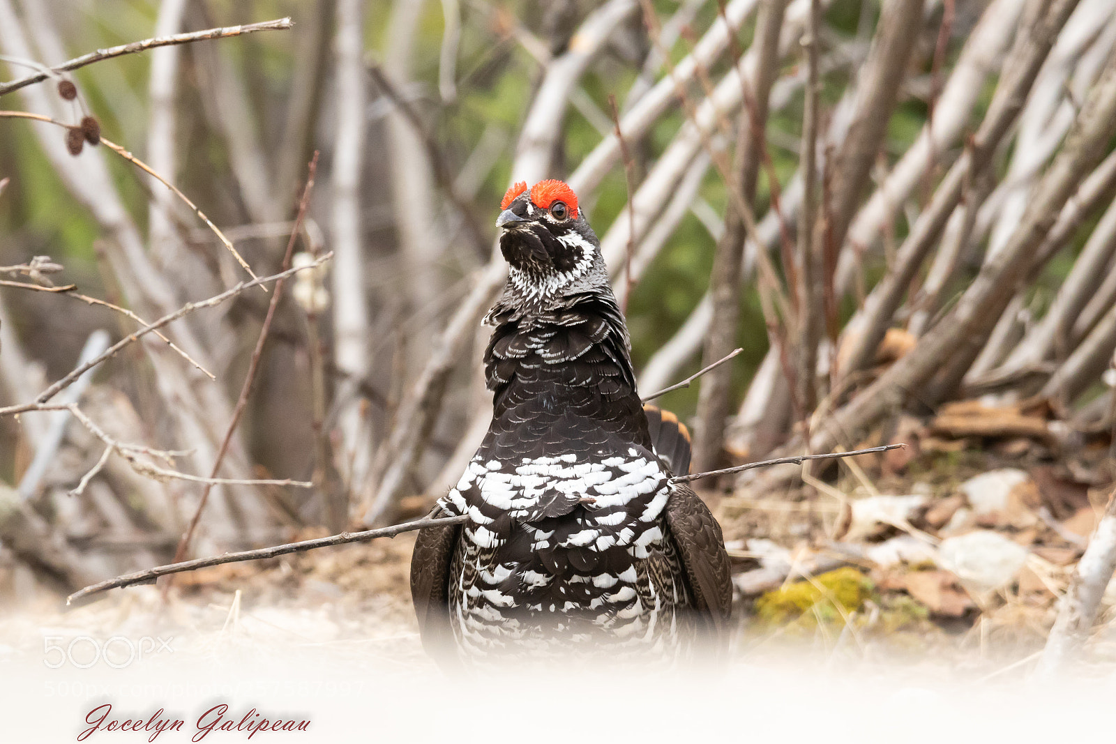 Canon EOS 7D Mark II sample photo. Spruce grouse photography