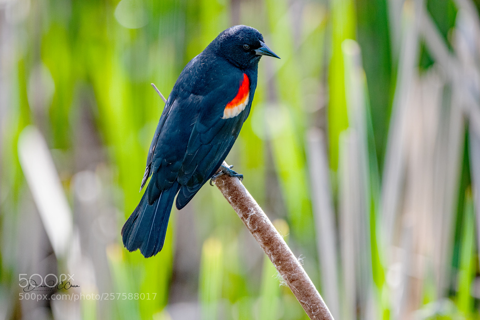 Nikon D750 sample photo. Black bird photography