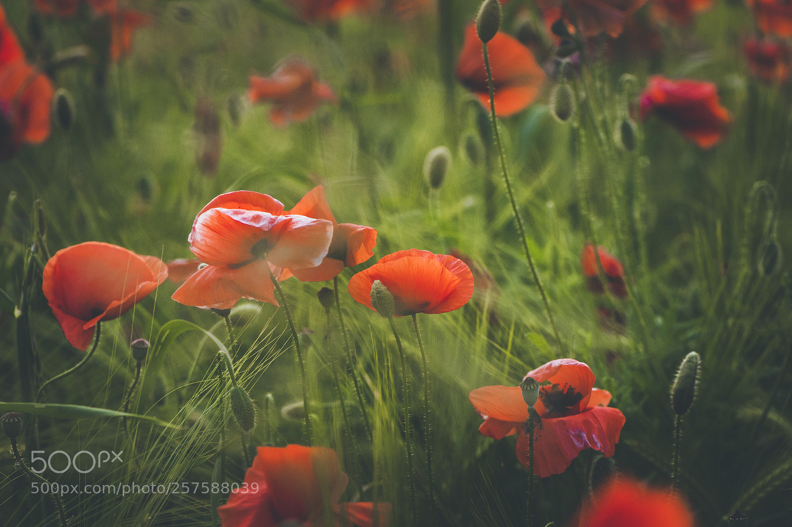 Nikon D700 sample photo. Spring poppies photography