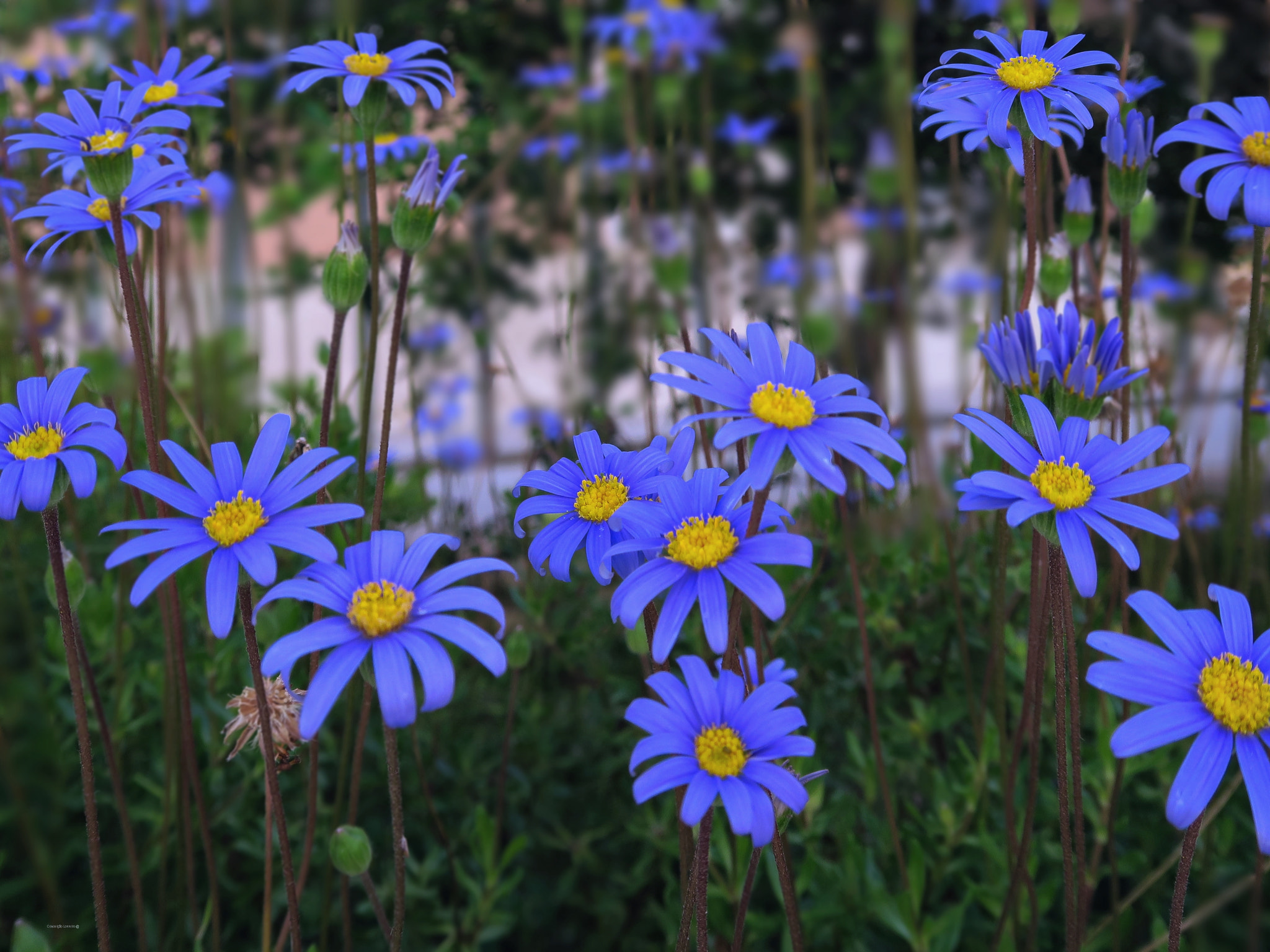 Canon PowerShot G5 X sample photo. Spring photography